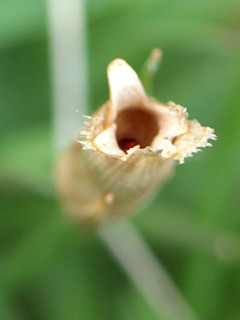 ピンク色の四季咲きナデシコの花 