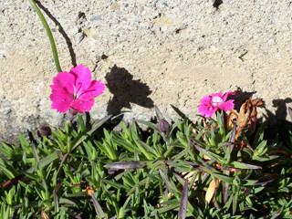 ピンク色の四季咲きナデシコの花 