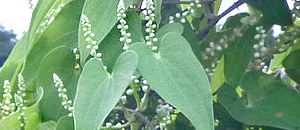 白色のヤマノイモの花