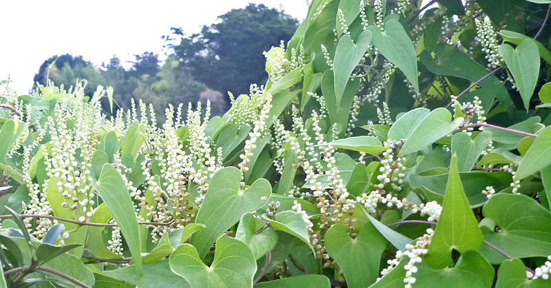 ノ*イ様 山野草　ユリ　コバイモ　カイコバイモ　山梨県産　実生　1球 四季の山野草（コシノコバイモ） ノ*イ様 山野草 ユリ コバイモ