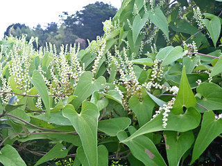白色のヤマノイモの花 (山の芋) 雄株の雄花の様子 (撮影日:2014年8月2日)