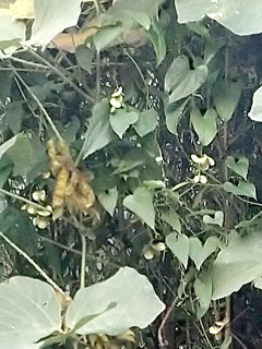 ヤマノイモの雌株 果実が生る蔓全体の様子 (撮影日:2024年10月21日)