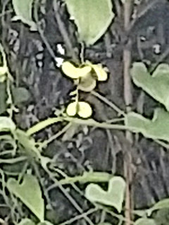 ヤマノイモの雌株 果実が生る様子 (撮影日:2024年10月21日)