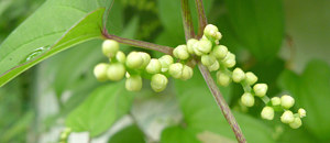 白色のナガイモの花