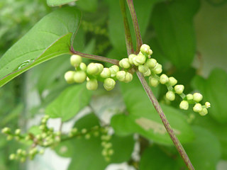 白色のナガイモの花 (長芋)(撮影日：2015年7月1日) 