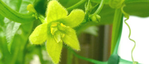 オキナワスズメウリ (沖縄雀瓜)