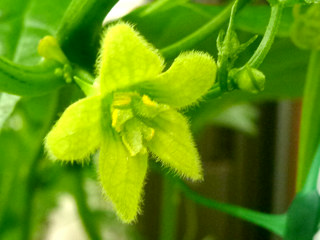 オキナワスズメウリの緑色の雄花 (沖縄雀瓜) (撮影日：2013年8月1日)