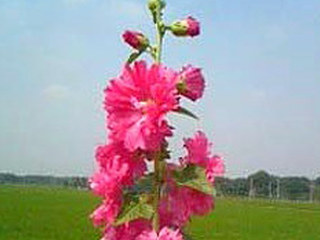 ピンク色の八重咲きのタチアオイの花の画像 (撮影日：初夏頃)