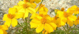 黄色のレモンマリーゴールドの花 (ゴールドメダル)