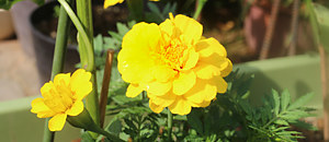 黄色のマリーゴールドの花