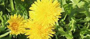 黄色のセイヨウタンポポの花