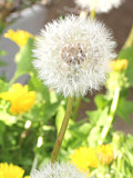セイヨウ(西洋蒲公英) (撮影日：2023年4月16日)