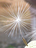 冠毛とは (かんもう)　写真：セイヨウタンポポ