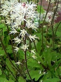 ティアレラ (撮影日：2008年5月11日)