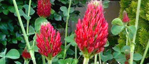 赤色のクリムソンクローバーの花 (ベニバナツメクサ)