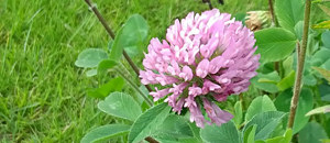 ピンク色のアカツメクサの花