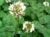 白色の白詰草の花 (ホワイトクローバー)