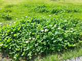 群生する白詰草の花 ホワイトクローバー (撮影日：2023年10月16日) 