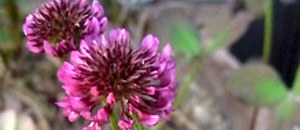 赤色のトリフォリウム・レペンス・ウィリアムの花