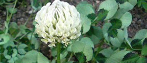 白色のクローバーの花