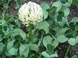 白色のクローバーの花、園芸品種 (トリフォリウム)