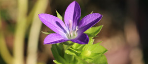 キキョウソウの開放花