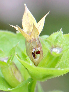 裂開した果実 (撮影日:2023年6月26日)