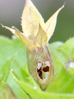 図 キキョウソウの孔開さく果