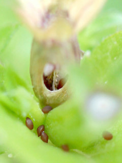 キキョウソウ (桔梗草) (撮影日:2023年6月26日)