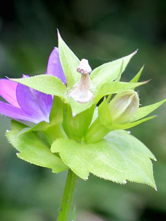 キキョウソウの開放花 (撮影日:2024年6月4日)