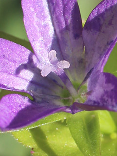 雌性期の花 (撮影日:2025年6月5日)