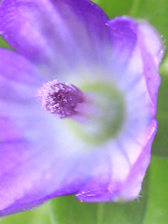 雄性期の花 (撮影日:2022年5月23日)