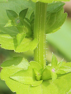 キキョウソウの閉鎖花 (撮影日:2022年5月14日)