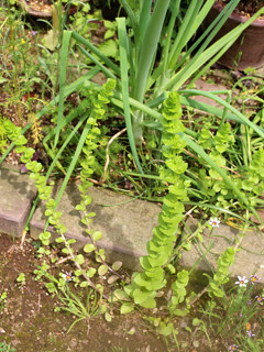 閉鎖花だけの株 (撮影日:2022年5月14日)