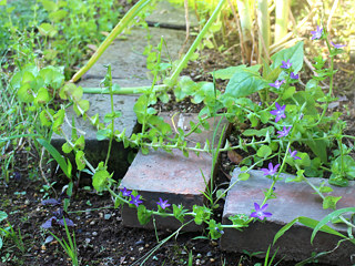 倒れている長く伸びた茎 (撮影日:2025年6月5日)