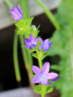 キキョウソウの開放花 (撮影日:2022年6月9日)