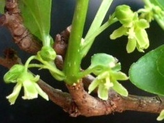 ツルウメモドキ (蔓梅擬) (撮影日：2008年5月4日)