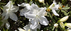 白色のツツジの花の画像