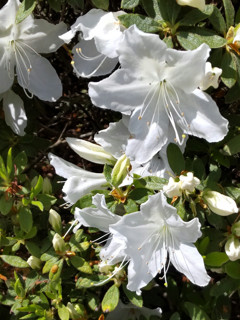 白色のツツジの花の画像
