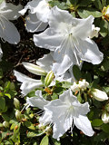 白色のツツジの花 (撮影日：2022年4月22日)
