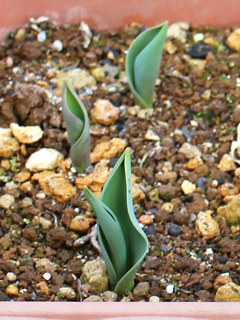 チューリップ ピンク色の花 (撮影日：2024年2月20日)