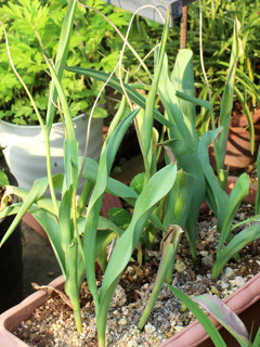 チューリップ ピンク色の花 (撮影日：2024年5月24日)