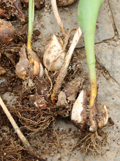 チューリップ ピンク色の花 (撮影日：2024年6月13日)