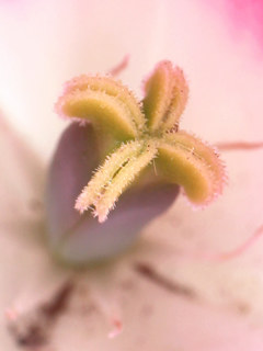 チューリップの4裂した柱頭 (撮影日：2025年4月10日)