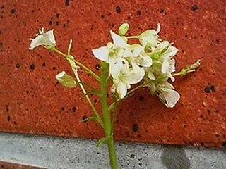 ワサビ (山葵) (撮影日：2008年4月8日)