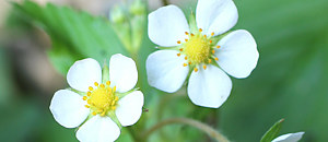 白色のワイルドストロベリーの花