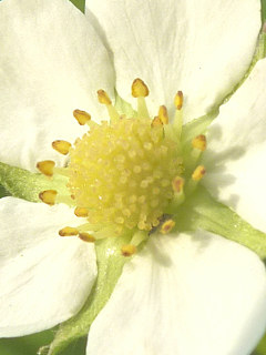 ワイルドストロベリーの雄しべと雌しべ (撮影日：2015年5月23日)