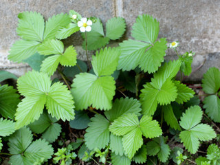 ワイルドストロベリー (撮影日：2021年4月20日)