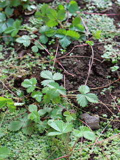 ワイルドストロベリー (撮影日：2021年5月31日)