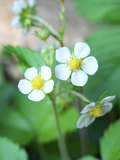 白色のワイルドストロベリーの花 (撮影日：2022年5月5日)